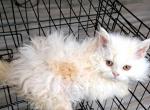 Tica Selkirk Rex kittens - Selkirk Rex Kitten For Sale - Woodburn, IN, US