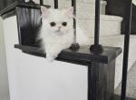 CFA Bello - Himalayan Kitten For Sale - Dallas, TX, US