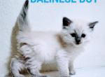 Blue boy - Balinese Kitten For Sale - Middleburg, PA, US