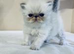 Daniel - Persian Kitten For Sale - Houston, TX, US