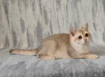 Cindy - British Shorthair Kitten For Sale - 