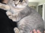 Scottish Fold Male - Scottish Fold Kitten For Sale - Mount Vernon, WA, US