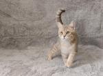 Lester - British Shorthair Kitten For Sale - 