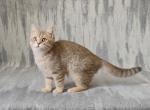 Lester - British Shorthair Kitten For Sale - 