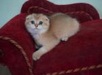 Scottish fold Felix - Scottish Fold Kitten For Sale - Pensacola, FL, US