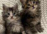 Mainecoon kittens - Maine Coon Kitten For Sale - Woodbridge, VA, US