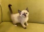 Charlottes Babys - Siamese Kitten For Sale - Mukwonago, WI, US