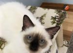 Karaman - Ragdoll Kitten For Adoption - Hinsdale, IL, US