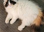 Tumbelina - Persian Kitten For Sale - Pierceton, IN, US