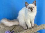 Prince - Ragdoll Kitten For Sale - FL, US