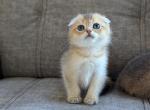 Scottish Fold boy - Scottish Fold Kitten For Sale - Federal Way, WA, US