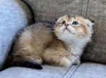 Scottish Fold boy 2 - Scottish Fold Kitten For Sale - Federal Way, WA, US