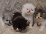 Persian Kittens - Persian Kitten For Sale - 