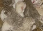 No name yet - American Shorthair Kitten For Sale - Monroe, NC, US