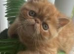 Garfield - Exotic Kitten For Sale - 