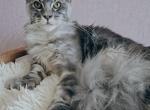 Ilona - Maine Coon Kitten For Sale - Miami, FL, US