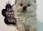 Nikki - Ragamuffin Kitten For Sale - Picayune, MS, US