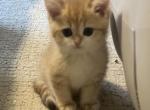 Vicki litter - British Shorthair Kitten For Sale - Nashville, TN, US