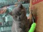 Sweet Pea - Scottish Straight Kitten For Sale - Nashville, TN, US