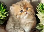 Female  Golden Persian - Persian Kitten For Sale - Spring, TX, US