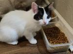 Dasher - Ragdoll Kitten For Sale - Overland Park, KS, US