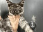 NOVA - Maine Coon Kitten For Sale - Boerne, TX, US