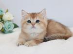 Golden ticked British shorthair boy - British Shorthair Kitten For Sale - 