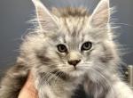 Foxy - Maine Coon Kitten For Sale - Boerne, TX, US