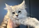 Poppy - Maine Coon Kitten For Sale - Boerne, TX, US