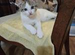 Patches - Ragdoll Kitten For Sale - Overland Park, KS, US