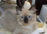 Sweetie - Ragdoll Kitten For Sale - Overland Park, KS, US