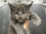 Romeo One - Maine Coon Kitten For Sale - Boerne, TX, US