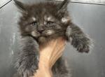 Bearr - Maine Coon Kitten For Sale - Boerne, TX, US