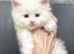 Axell - Maine Coon Kitten For Sale - Boerne, TX, US