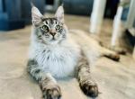 Atlas - Maine Coon Cat For Sale - Boerne, TX, US