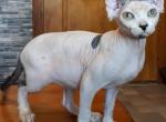 Felicia - Sphynx Kitten For Sale - New York, NY, US