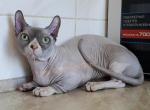 Darius - Sphynx Cat For Sale - New York, NY, US