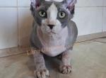 Chrysler - Sphynx Cat For Sale - New York, NY, US