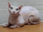 Alenka - Sphynx Cat For Sale/Retired Breeding - New York, NY, US