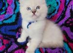 LuLu Berry Blue Lynx Boy Blue Collar - Ragdoll Kitten For Sale - New York, NY, US