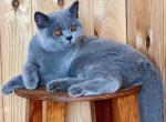 Samsara Von Shmidt - British Shorthair Kitten For Sale - 