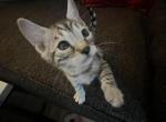 NA - Bengal Kitten For Sale - 