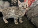 NA NA - Bengal Kitten For Sale - Columbus, OH, US