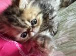 Rikky - Persian Kitten For Sale - Fort Worth, TX, US