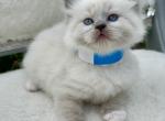 Mark ready August 19 - Ragdoll Kitten For Sale - Mount Joy, PA, US