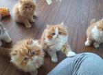 Persian and Himalayan Kittens - Persian Kitten For Sale - 