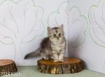 Kitails Siberians Lilac - Siberian Kitten For Sale - 