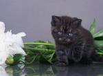 Quimby - British Shorthair Kitten For Sale - Los Angeles, CA, US