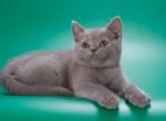 Ursus - British Shorthair Kitten For Sale - Los Angeles, CA, US