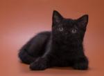 Unity - British Shorthair Kitten For Sale - Los Angeles, CA, US